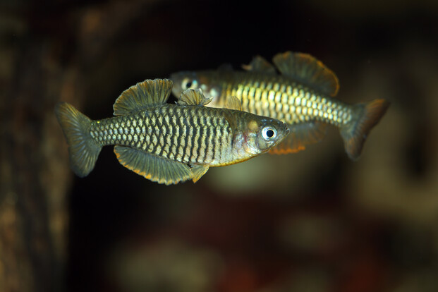 Zwei Vogelkop-Blauaugen mit gelb-schwarzem Streifenmuster schwimmen vor dunklem, unscharfem Hintergrund.