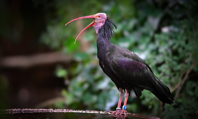 waldrapp (5)