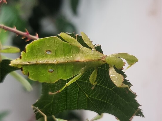 Grünes Wandelndes Blatt mit blattähnlicher Körperform und tropfenförmigen Markierungen auf einem Blatt sitzend.