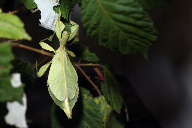 Grünes Wandelndes Blatt mit blattähnlicher Körperform und tropfenförmigen Markierungen auf einem Blatt sitzend.