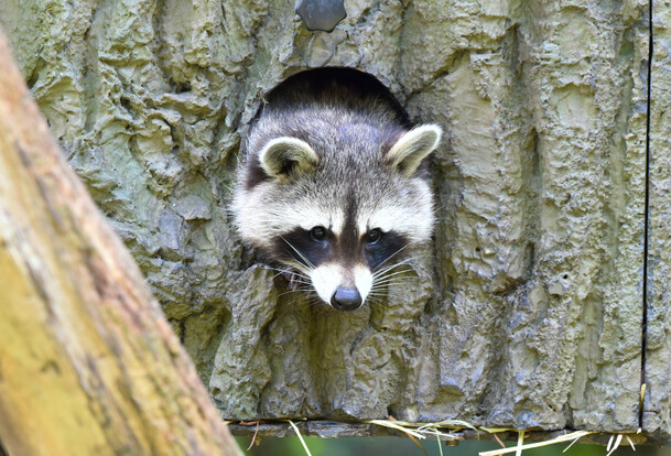 Ein Waschbär schaut aus einer runden Öffnung in einem Baumstamm heraus, nur Kopf und Vorderpfoten sind sichtbar.