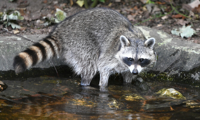 waschbär