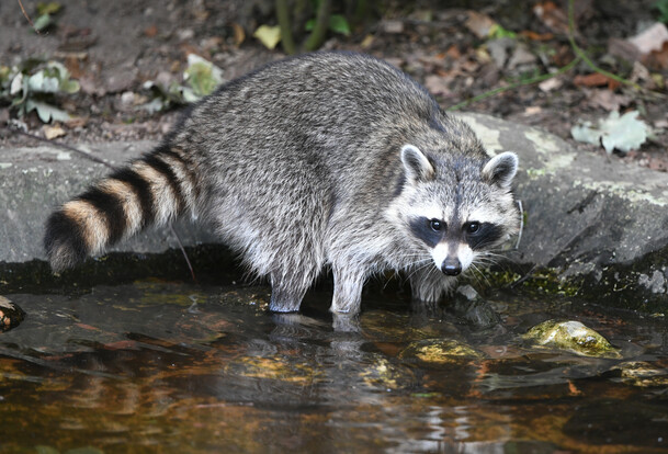 Waschbär mit buschigem, schwarz-weiß geringeltem Schwanz steht am Ufer eines flachen Gewässers auf feuchtem Untergrund.