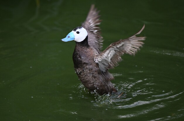 WaMännliche Weißkopf-Ruderente mit leuchtend blauem Schnabel,  mit ausgebreiteten Flügeln auf grünem Wasser