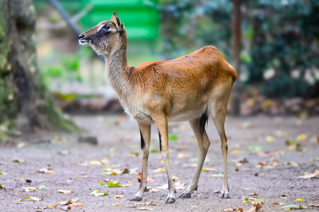 Seitenansicht einer weiblichen rehbraunen Weißnacken-Moorantilope auf einem mit Laub bedeckten Boden