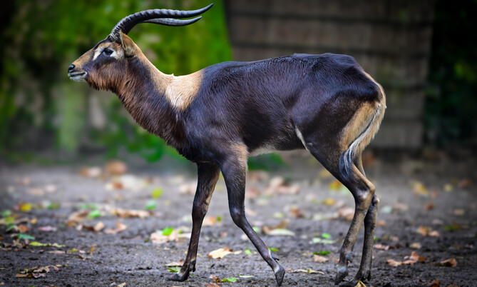 Seitenansicht einer männlichen Weißnacken-Moorantilope mit langen, gebogenen Hörnern auf einem mit Laub bedeckten Boden