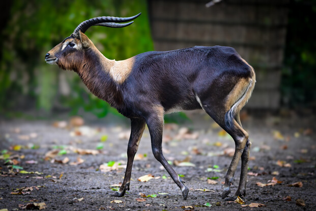 Seitenansicht einer männlichen Weißnacken-Moorantilope mit langen, gebogenen Hörnern auf einem mit Laub bedeckten Boden