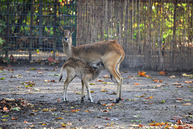 Weißnackenmoorantilope steht auf sandigem Boden, Jungtier säugt unter ihrem Bauch, herbstliches Laub im Gehege.