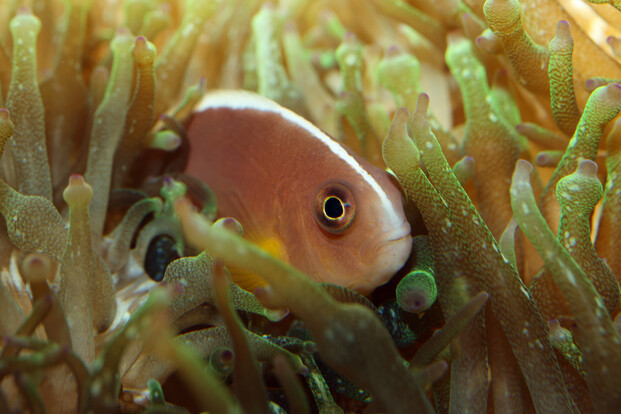 Weißrücken-Anemonenfisch mit rosa Körper und weißem Streifen schwimmt zwischen dichten, beige-grünen Anemonenarmen.