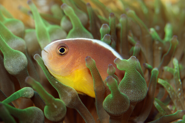 Weißrücken-Anemonenfisch mit gelber Unterseite zwischen grünen Anemonen-Armen.