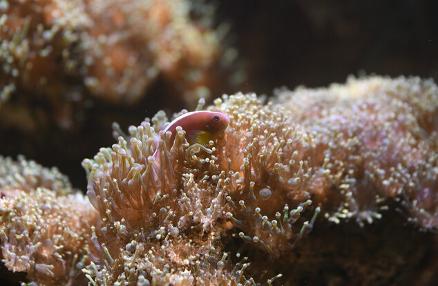 Weißrücken-Anemonenfisch mit rosa Körper und weißem Streifen schwimmt zwischen dichten, beige-grünen Anemonenarmen.