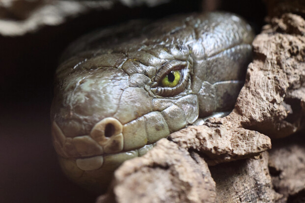 Nahaufnahme eines Kopfes eines Wickelschwanzskinks, der aus einem Baumloch schaut