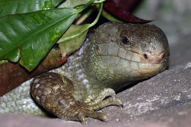 Nahaufnahme eines Wickelschwanzskinks mit schuppiger Haut, der sich an einem Stein und grünen Blättern anlehnt