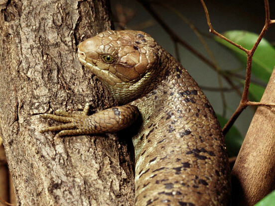 Junger Wickelschwanzskink mit braun-grünlicher, schuppenbedeckter Haut auf einem Baumstamm, umgeben von grünen Blättern.