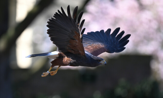 Wüstenbussard