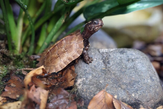 Zacken-Erdschildkröte mit markantem, gezacktem Panzer auf dunklem Stein vor erdiger Kulisse.