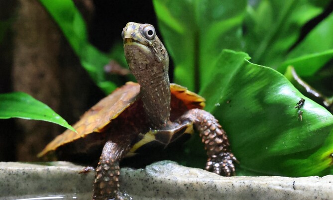 Kleine Zackenerdschildkröte mit braunem, gezacktem Panzer auf einem grauen Stein zwischen Blättern und grünen Pflanzen.