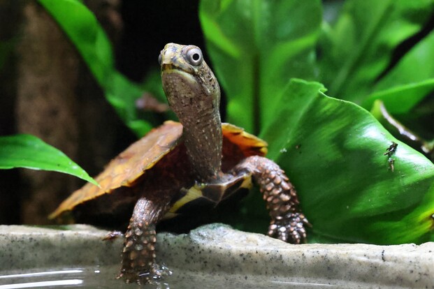 Kleine Zackenerdschildkröte mit braunem, gezacktem Panzer auf einem grauen Stein zwischen Blättern und grünen Pflanzen.