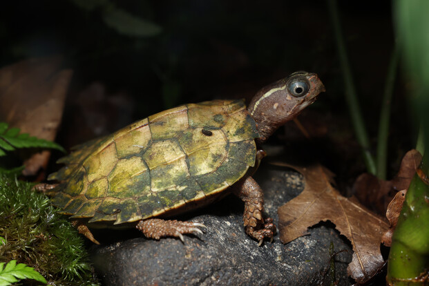 KZackenerdschildkröte mit erkennbarem kantigem Panzer und weit vorgestrecktem Kopf auf Waldboden.