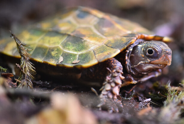 Nahaufnahme einer Zackenerdschildkröte mit gezacktem Panzer auf Erde