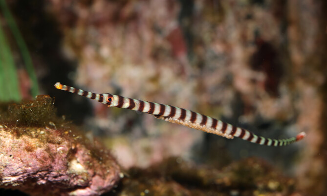 Schlanke Zebraseenadel mit charakteristischer schwarz-weißer Bänderung im Aquarium, im Profil vor Felsen und Wasserpflanzen schwimmend.
