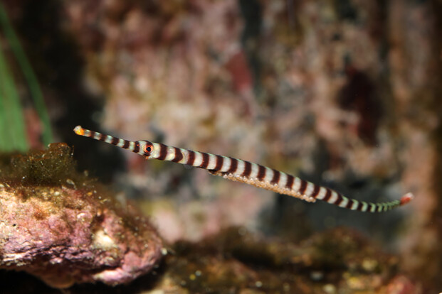 Schlanke Zebraseenadel mit charakteristischer schwarz-weißer Bänderung im Aquarium, im Profil vor Felsen und Wasserpflanzen schwimmend.