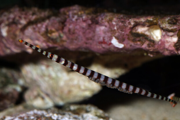 Zebraschmerle mit gelb-schwarzem Streifenmuster schwimmt seitlich vor felsigem Hintergrund im Wasser.