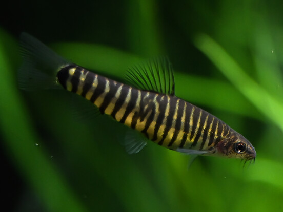 zebraschmerle