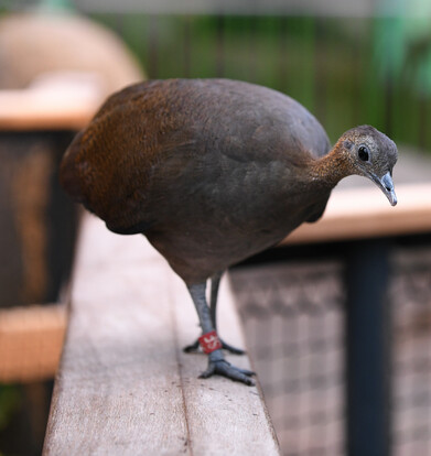 Zimttinamu mit dunkelbraunem Gefieder auf Holzgeländer, Vogel mit erkennbarem Fußring.