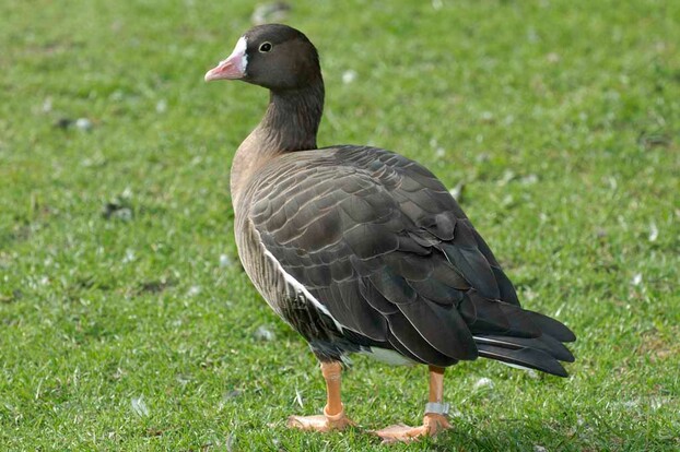 Zwerggans mit braunem Gefieder, hellem Bauch und orangenen Beinen auf einer Wiese, seitlich stehend.