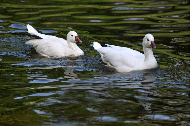 Zwei Zwergschneegänse mit weißem Gefieder und rosa Schnäbeln schwimmen nebeneinander auf ruhigem Wasser.