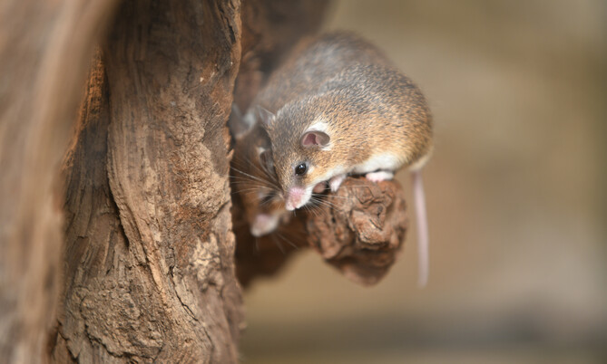 Zwergstachelmaus